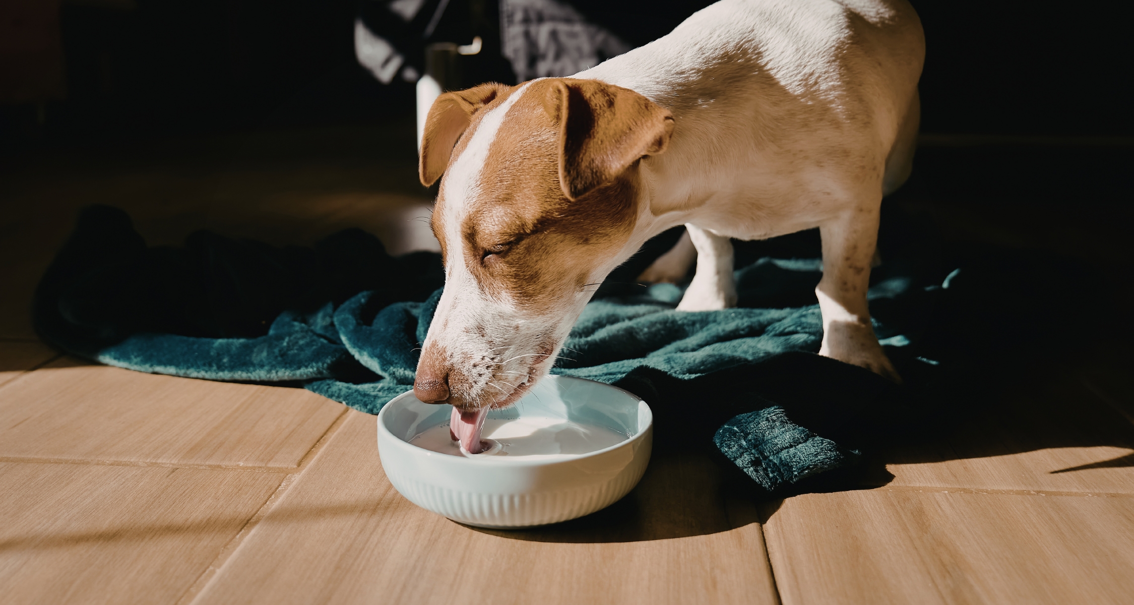 Pes má průjem a nechce jíst_ co dělat a kdy jet k veterináři-2